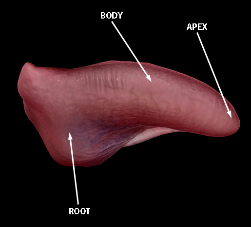 tongue-root-body-apex